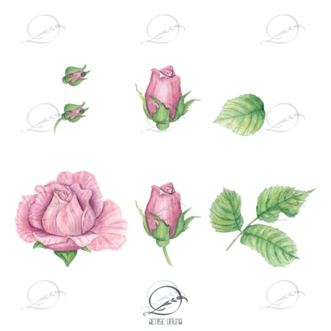 floral-elementos-rosas-corderosa-delicadas