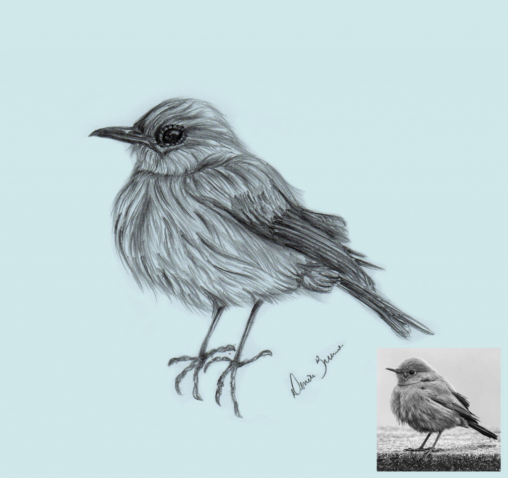 Desenho de observação - pássaro - grafite sobre papel